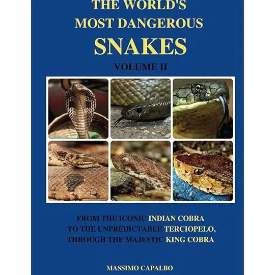 Serpiente arborícola dorada (Chrysopelea ornata)