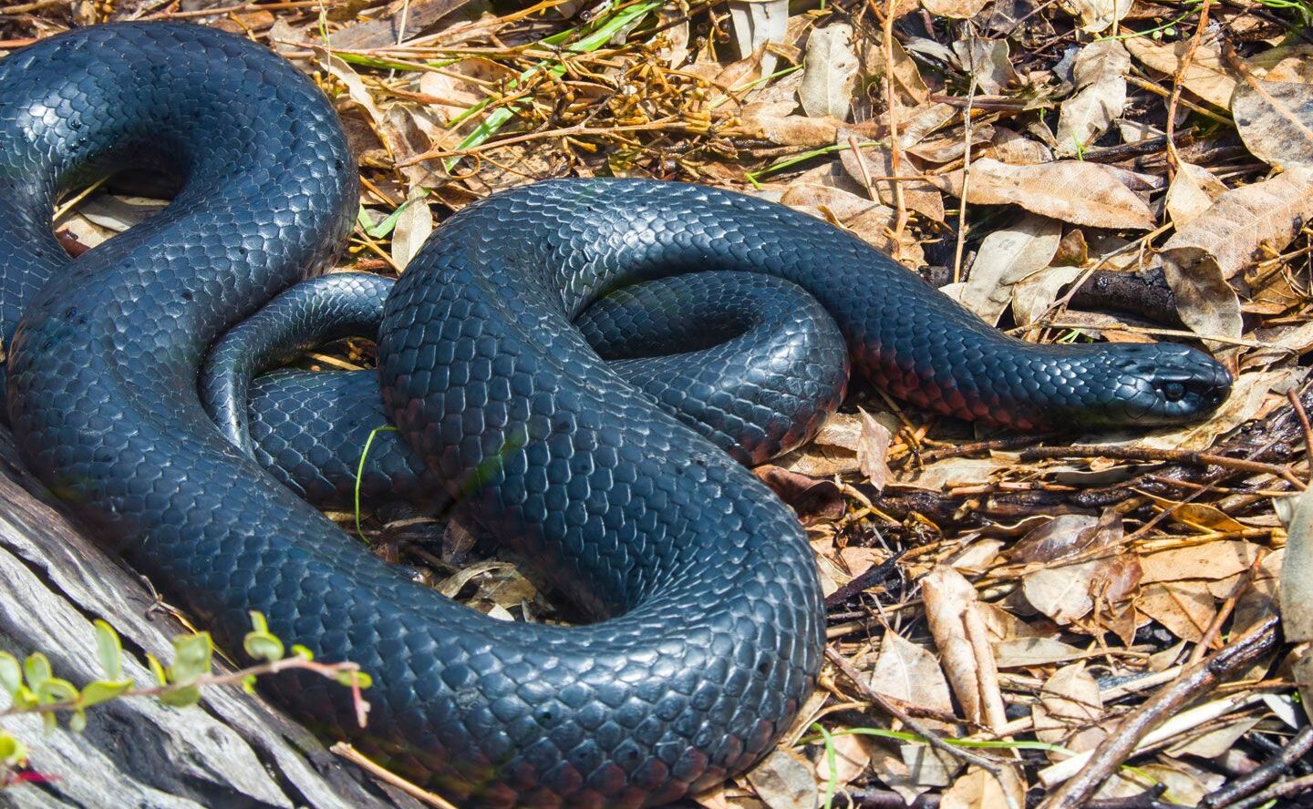 áspid |