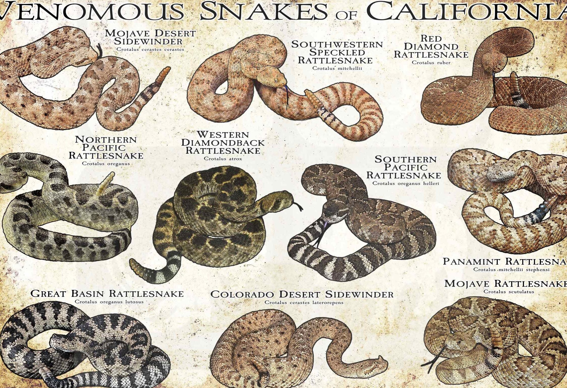 Serpientes venenosas de California Impresión de arte / Guía de campo - Etsy