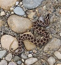 Lista de serpientes peligrosas - Wikipedia