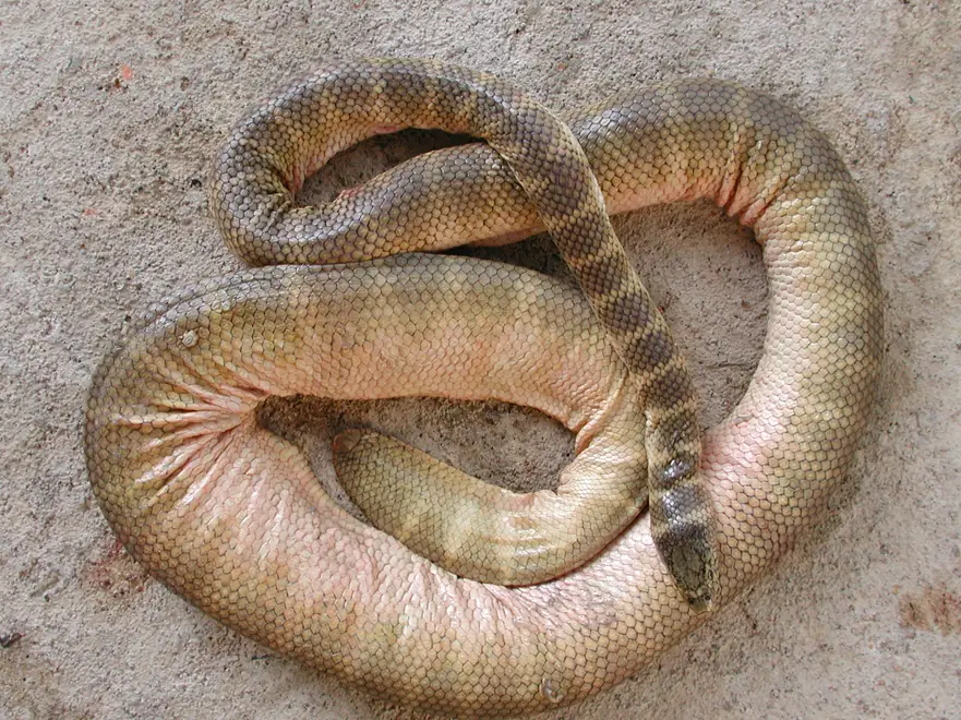 Hydrophis belcheri - Wikipedia