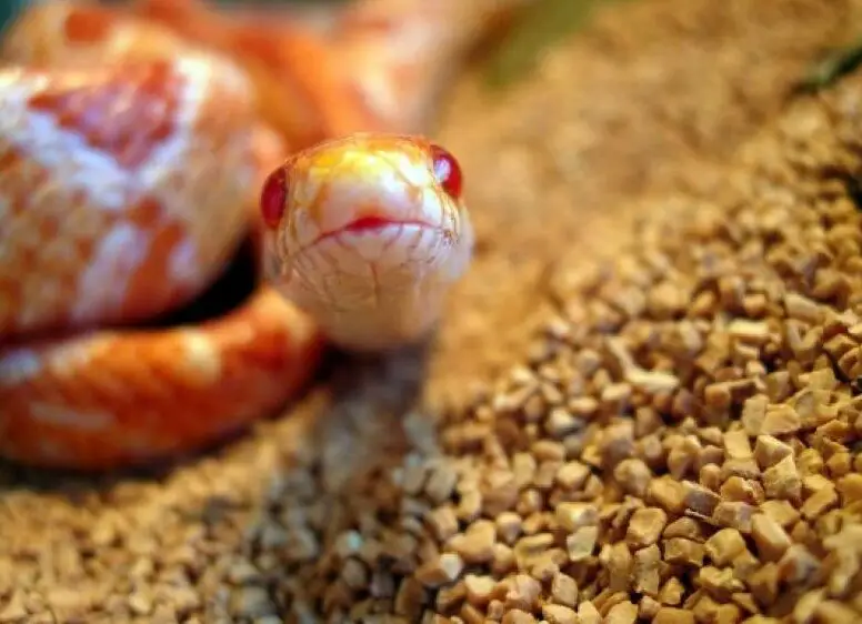 Serpiente más mortífera del mundo |