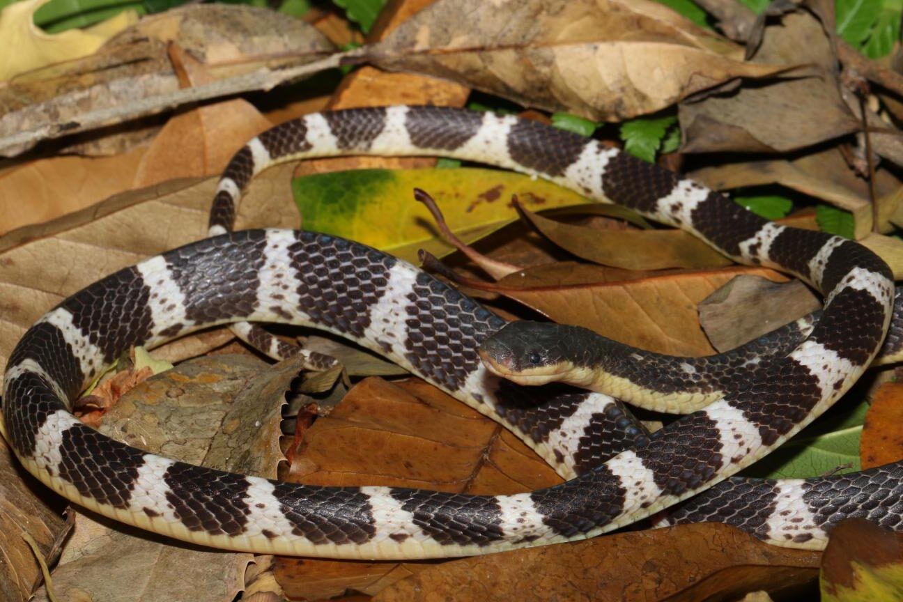 Nueva serpiente mortal lleva el nombre de la mítica diosa china de la curación