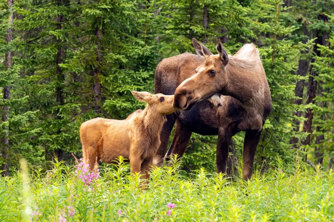 Guía de animales de Colorado: seguridad de la vida silvestre |