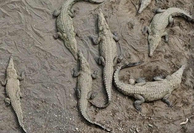 El peligro acecha en el paraíso: las formidables criaturas de Costa Rica