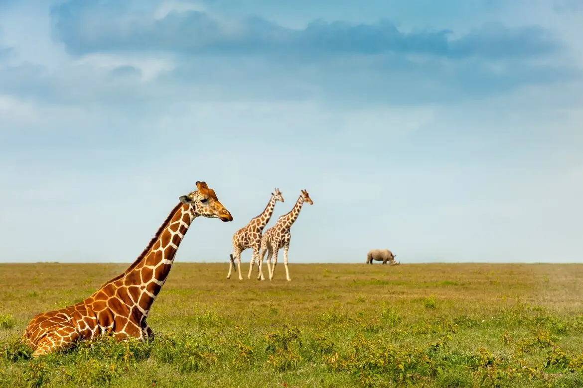 12 animales que ayudan a las personas y al planeta |