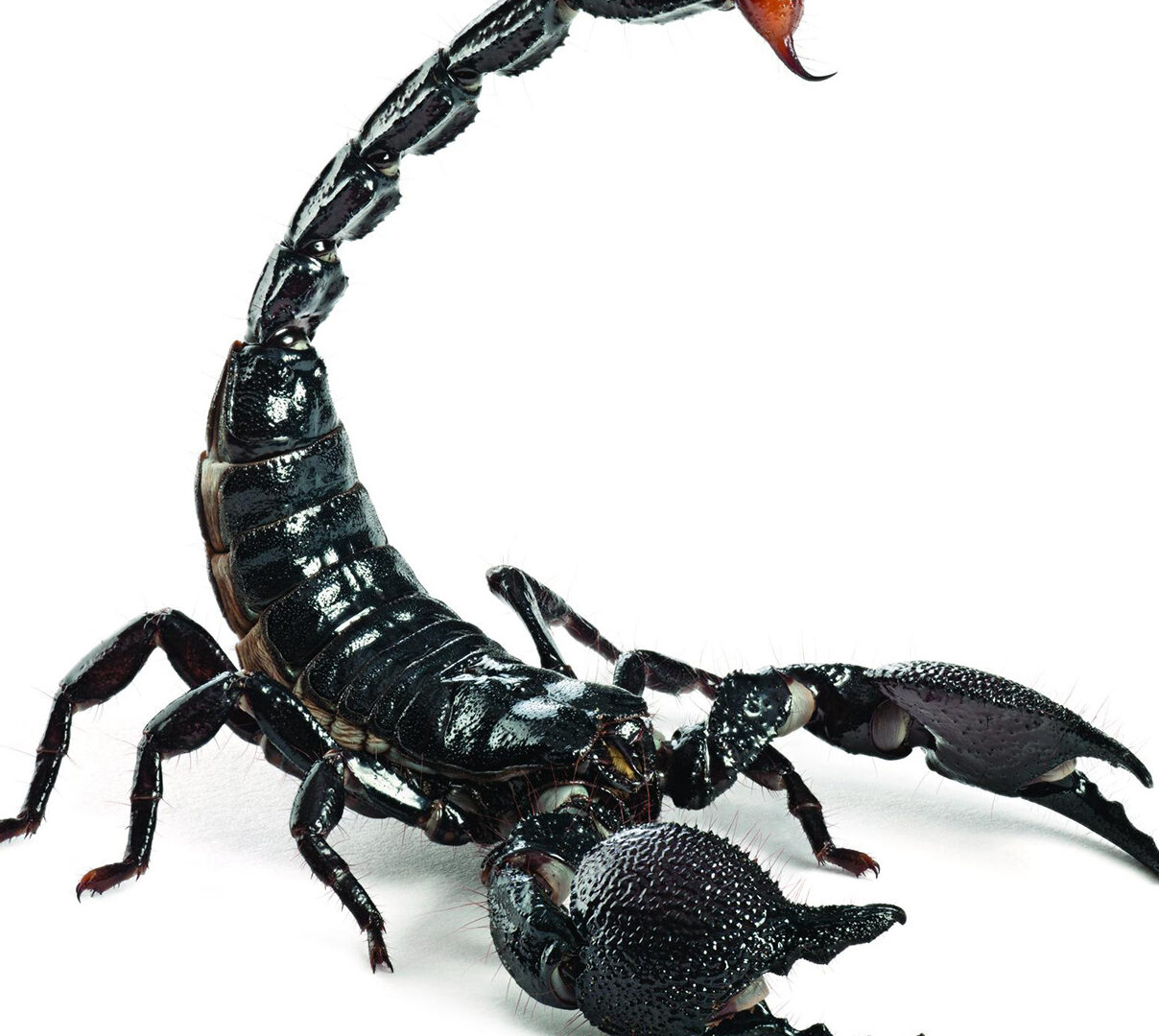 Los 10 animales más peligrosos del mundo, clasificados |