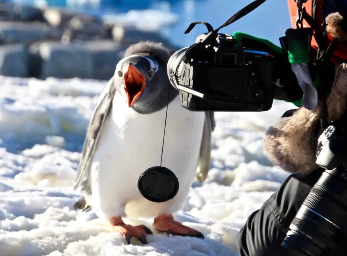 Fauna antártica: un acercamiento personal y cercano