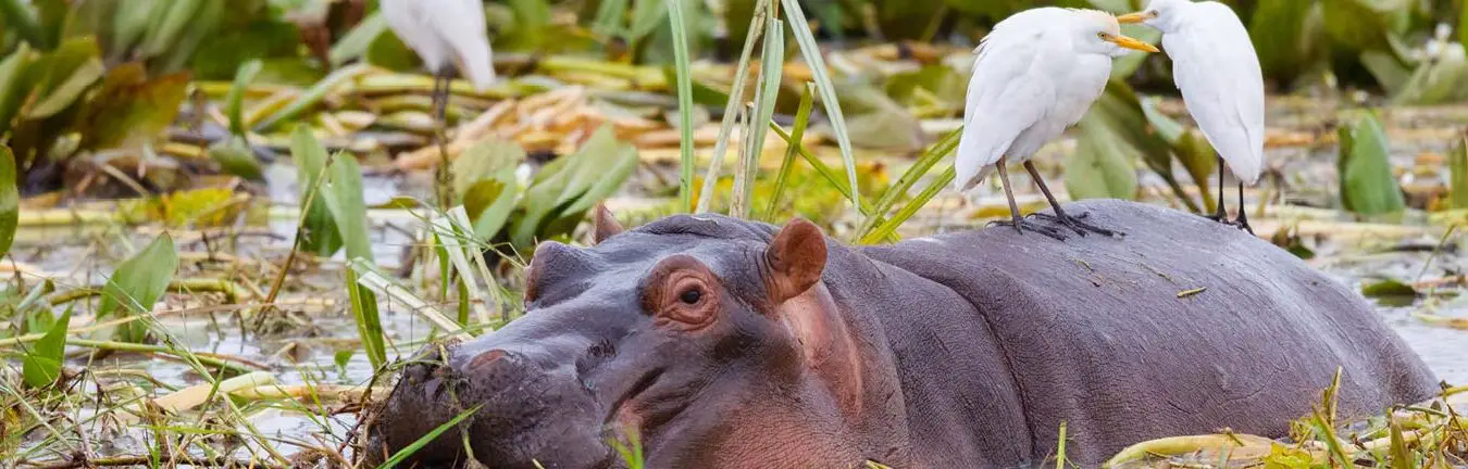 Los 5 animales más peligrosos de Sudáfrica - Santa Fe Relocation
