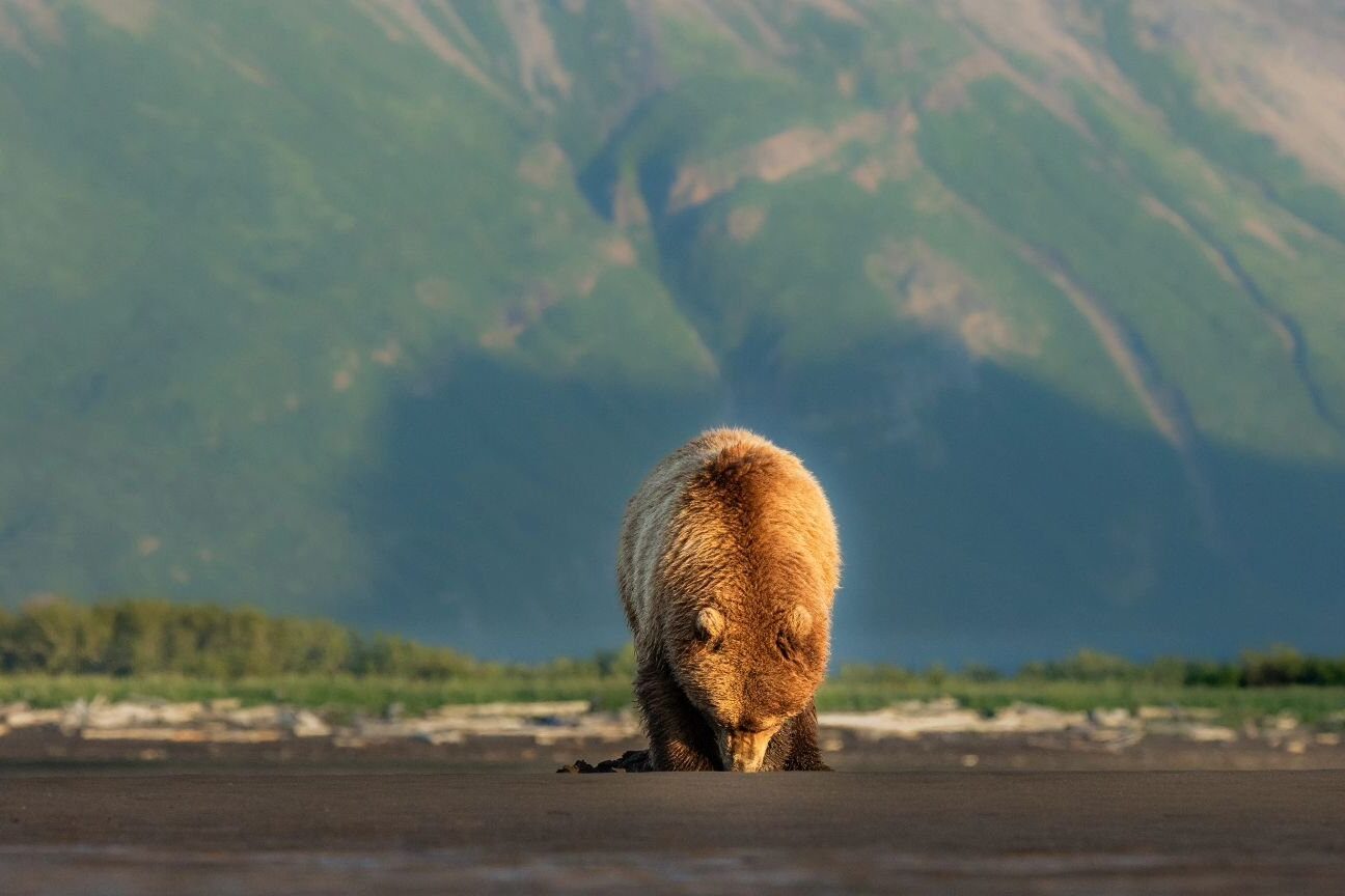 Vida silvestre en Alaska: todo sobre la vida silvestre de Alaska |
