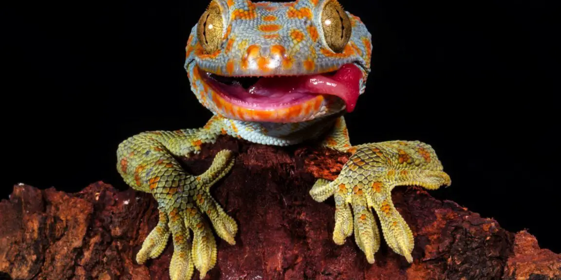 Siete lagartos para amar (y dónde verlos en la naturaleza)