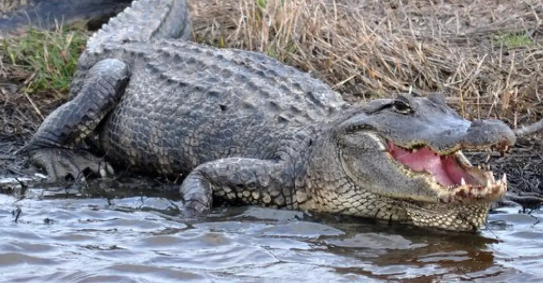 Los 7 animales más peligrosos de Ohio: exploración de la vida salvaje mortal Los animales más peligrosos de Carolina del Norte