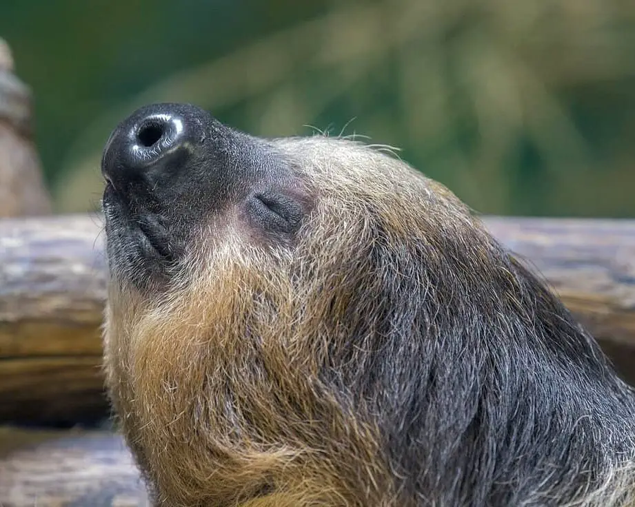 Vida Silvestre en Venezuela - Tipos de Animales Venezolanos - A-Z Animales