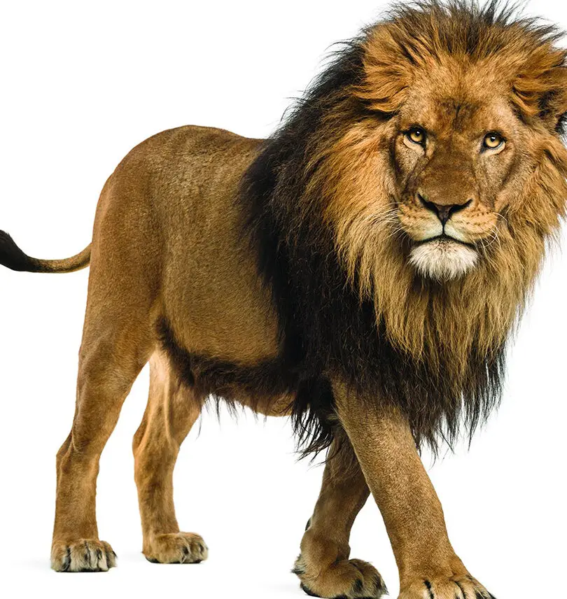 Los 7 animales más peligrosos del Perú: Los animales más letales Los 10 animales más peligrosos del mundo, clasificados |