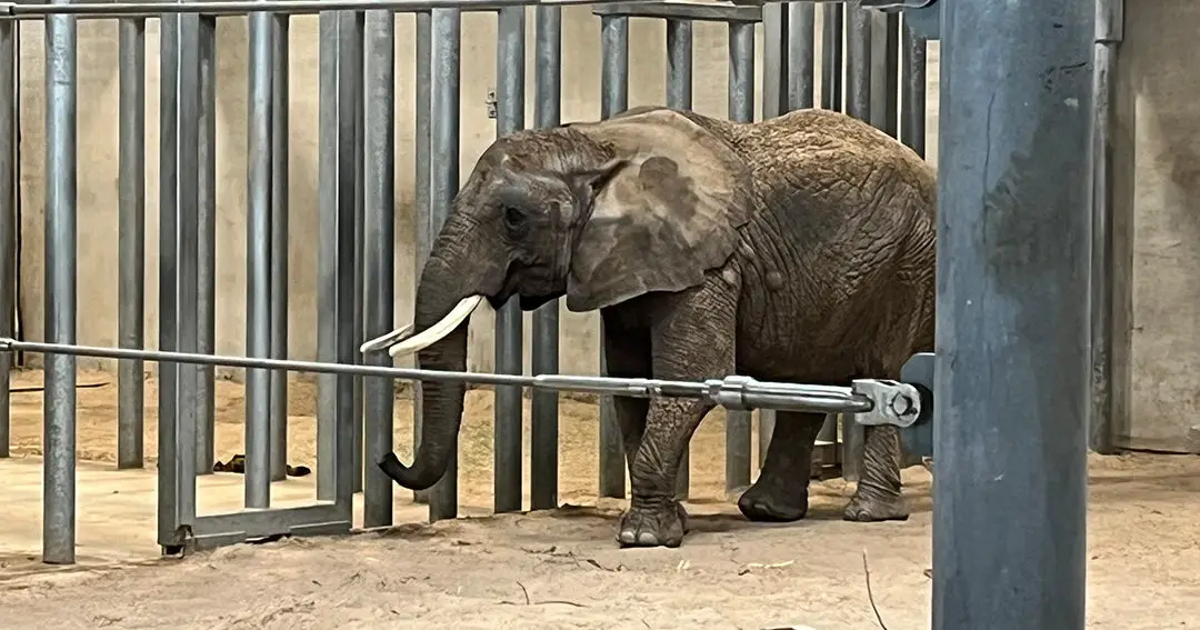 10 peores zoológicos para elefantes 2022
