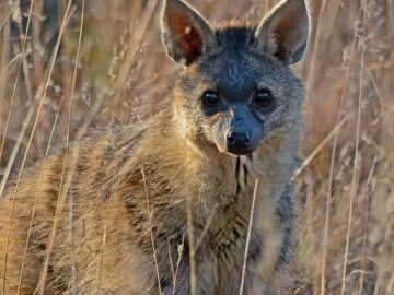 Vida silvestre en Madagascar - Tipos de animales malgaches - Animales A-Z