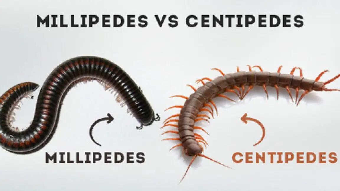 Vida Silvestre en Centroamérica - Tipos de animales centroamericanos...
