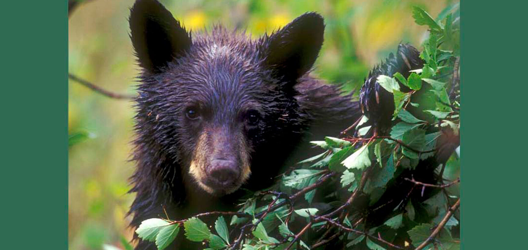 ¿El lenguaje sobre lobos y osos moldea las actitudes?
