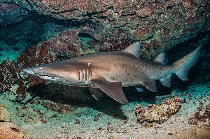 Los tiburones más peligrosos del mundo |