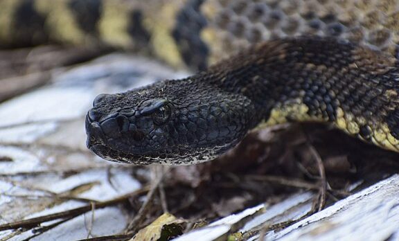 Los 8 animales más peligrosos de Indiana: guía de vida silvestre Serpiente de cascabel del bosque - Wikipedia
