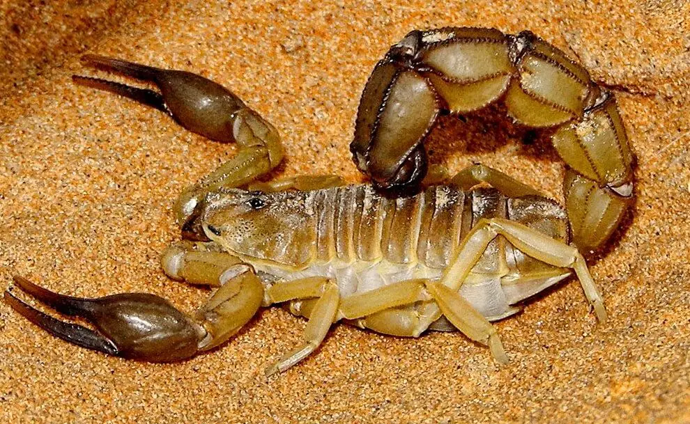 10 animales más peligrosos de Asia |