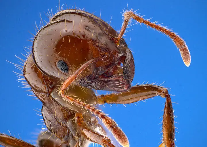 Los 14 bichos más peligrosos (¡y algunos mortales!) de Oklahoma