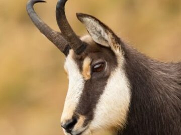 Fauna en Portugal - Tipos de animales portugueses - Animales A-Z