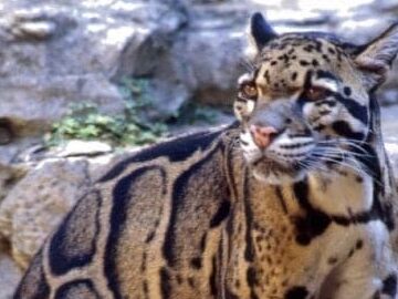 Vida silvestre en Malasia - Tipos de animales malayos - Animales A-Z