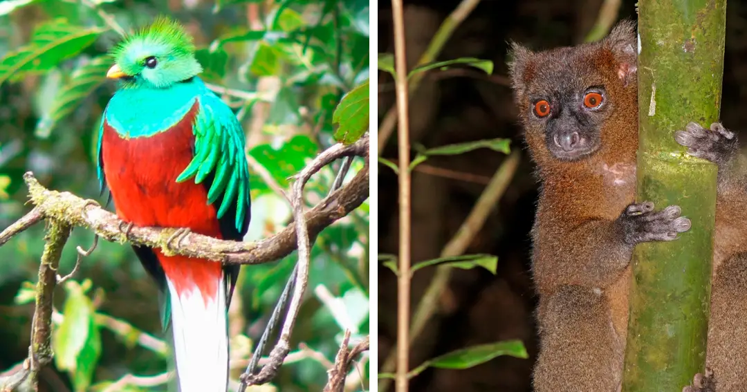 El animal más raro del mundo y otras 62 especies al borde de la extinción...