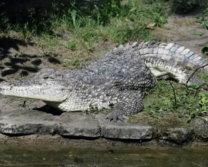 Animales Endémicos de Cuba