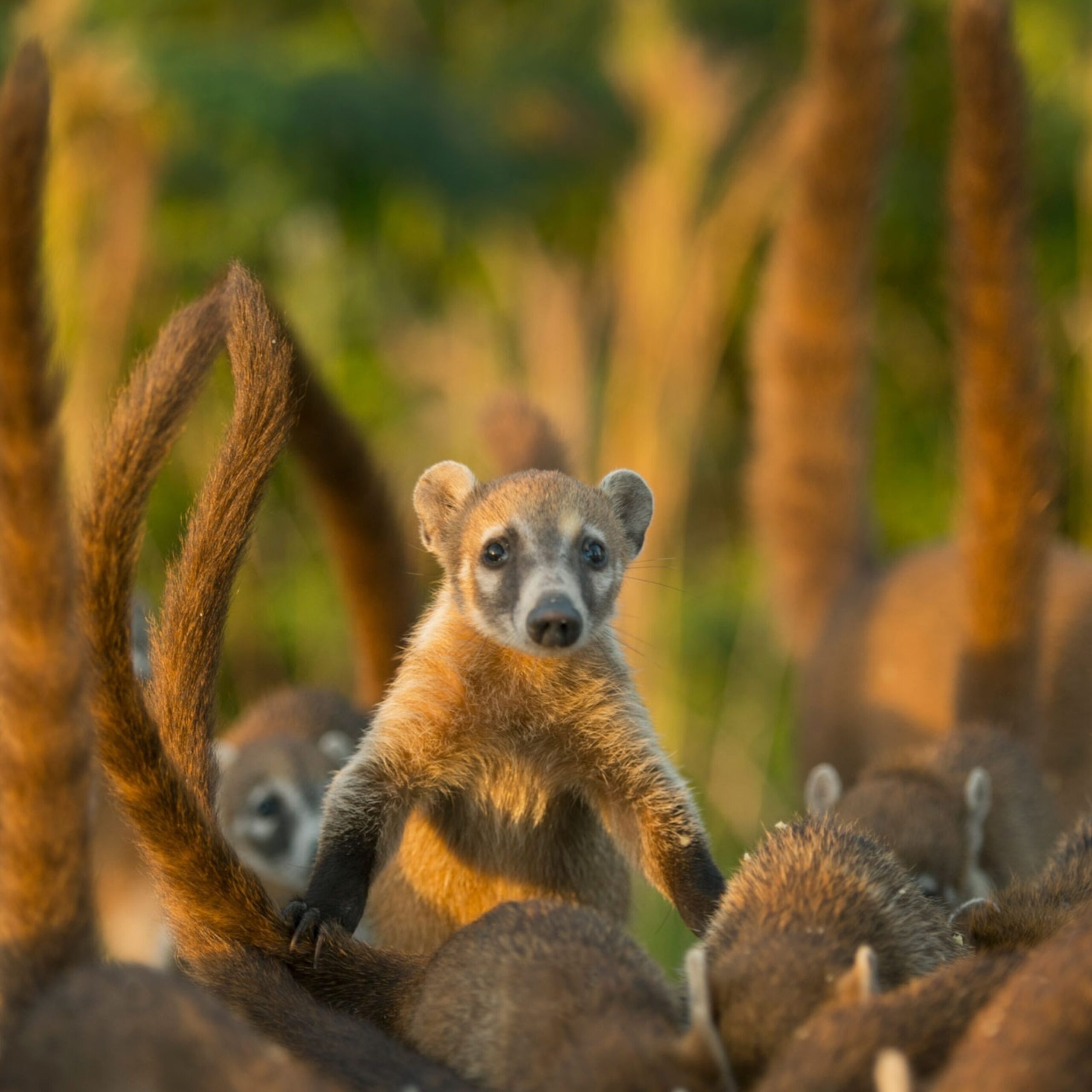 Coatíes, hechos y fotos.