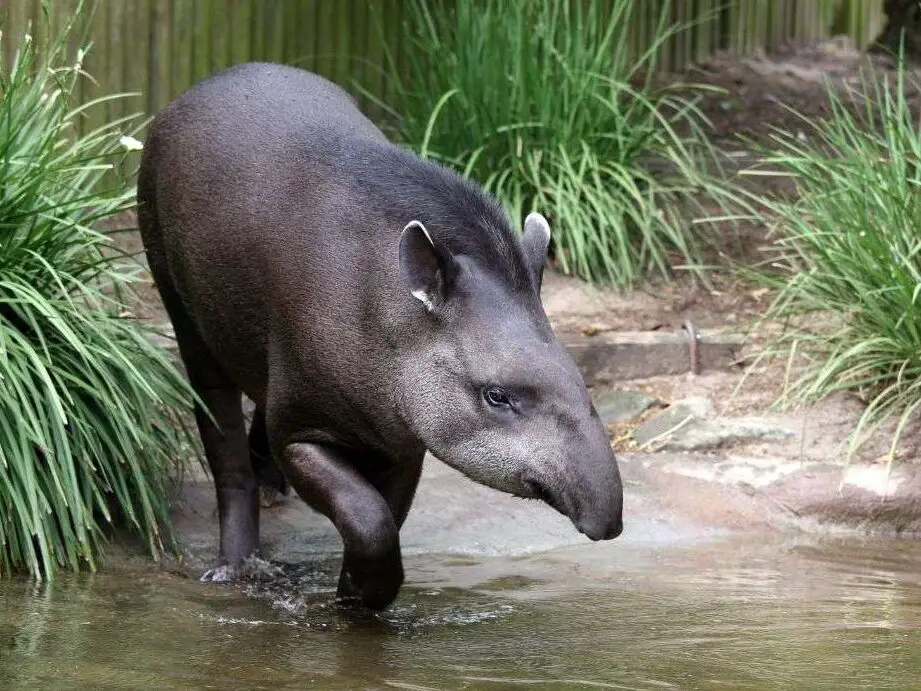 37 animales geniales en Playa del Carmen/Cancún y cómo verlos (2024)
