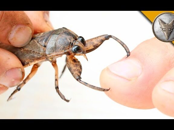 ¡MORDIDOS por un insecto de agua gigante!