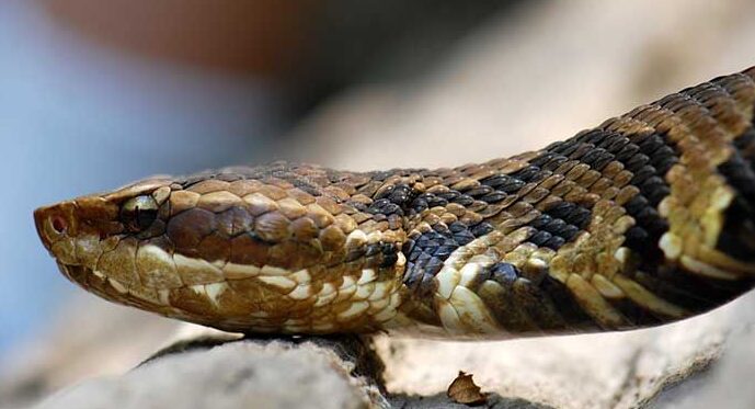 Mordeduras de serpientes: tipos, síntomas y tratamientos