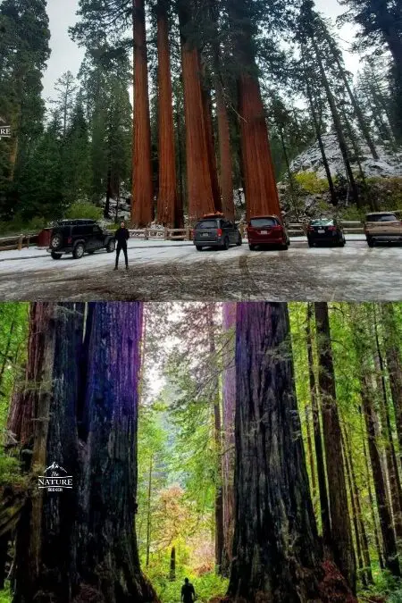 Redwood vs Sequoia: ¿Qué parque deberías visitar?