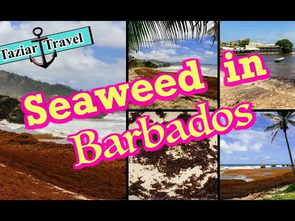 Algas en Barbados |