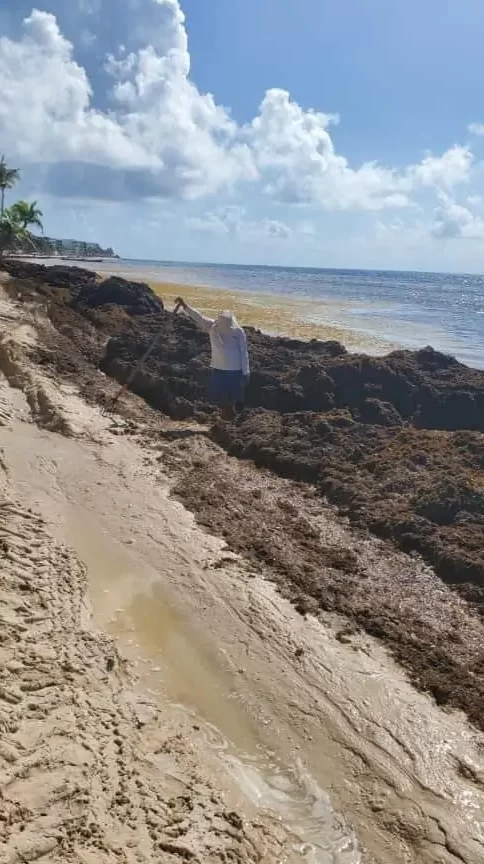 Guía privilegiada sobre las condiciones de las algas marinas en Cancún y la Riviera Maya...