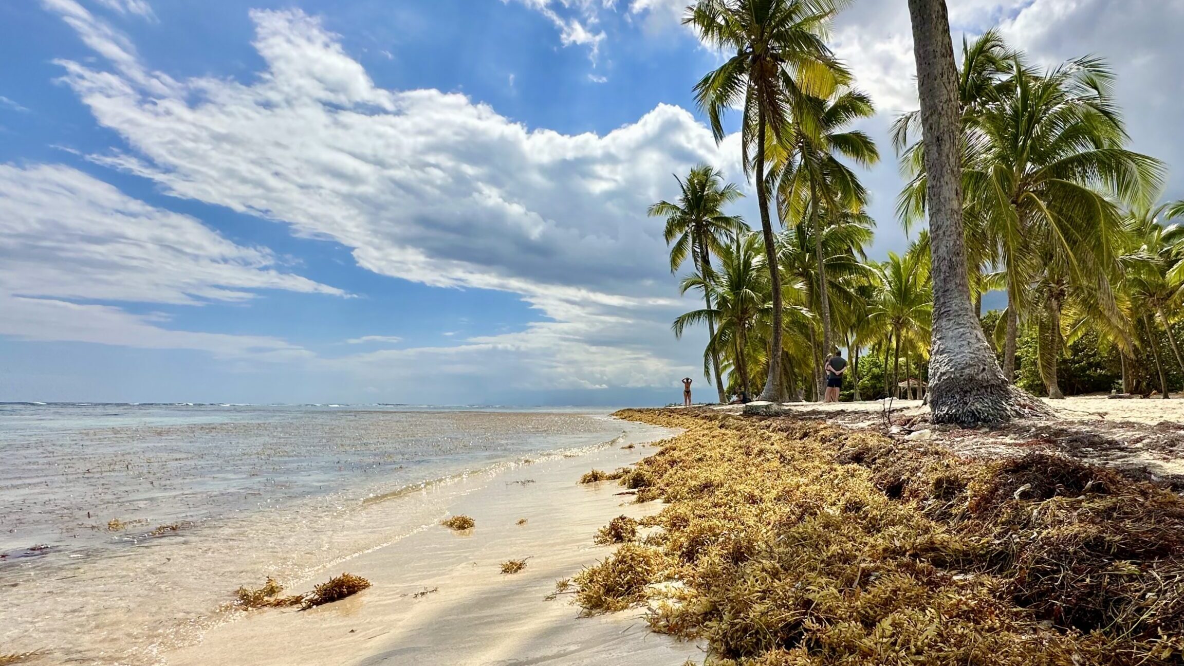 Cómo evitar las algas sargazo en el Caribe