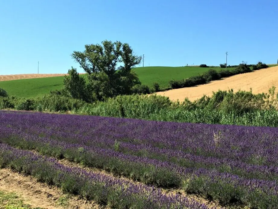 Campos de lavanda en Toscana: Provenza en Pisa |