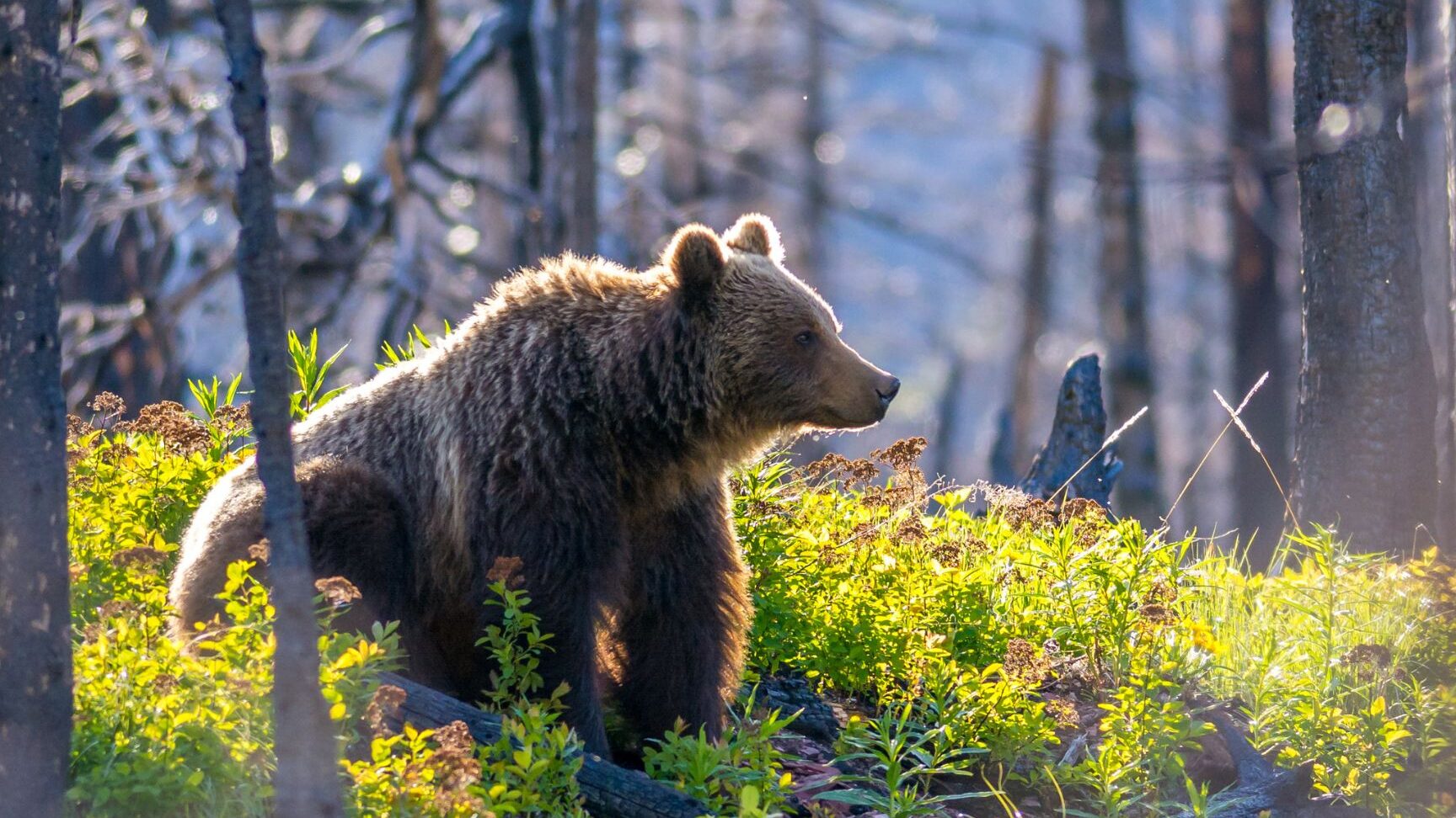 El oso más peligroso del mundo (y dónde podrías...