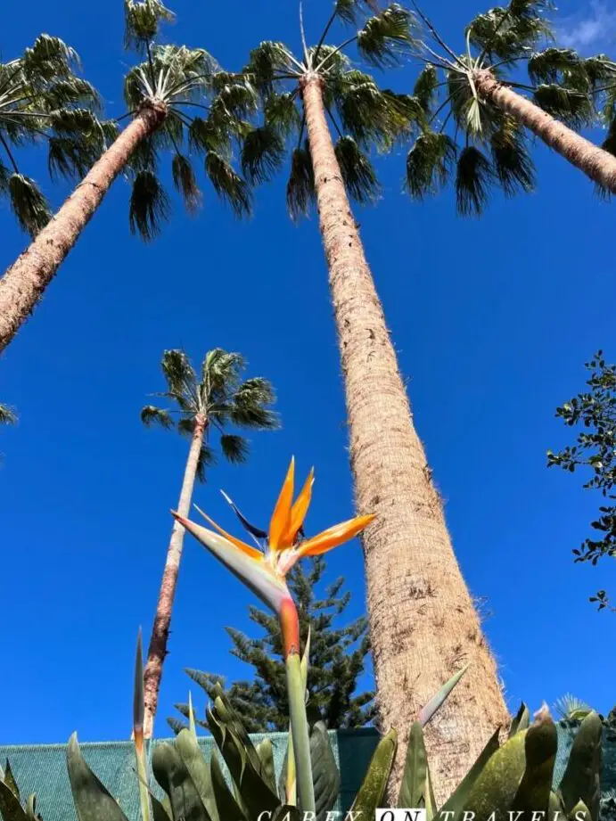 ¿Tenerife o Madeira?