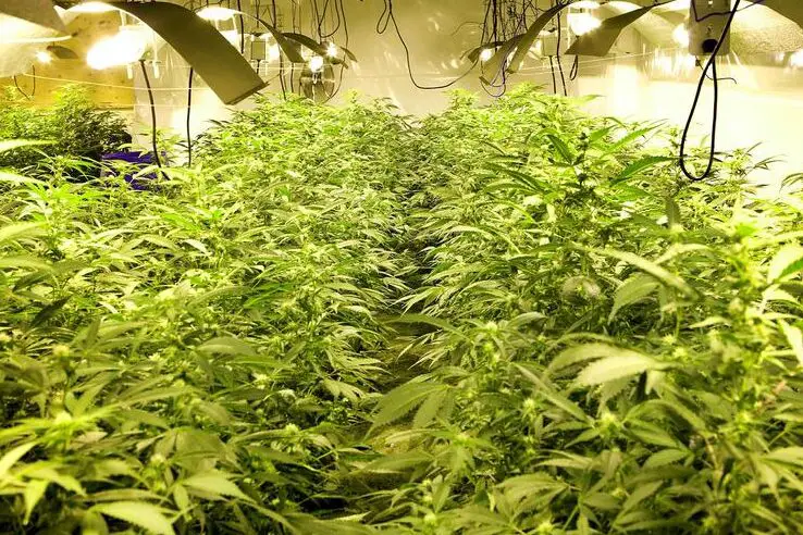 Los islandeses son los mayores consumidores de cannabis del mundo - Islandia...