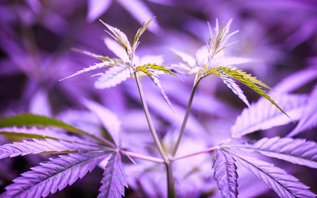 Ministro del Interior: Estonia no está preparada para legalizar el cannabis |