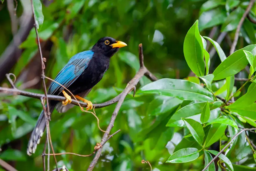 ¡Animales comunes, raros y peligrosos de Tulum y dónde encontrarlos! ¡Animales comunes, raros y peligrosos de Tulum y dónde encontrarlos!