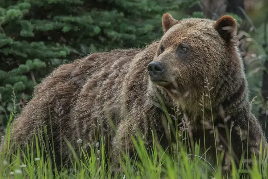¿Cuáles son los animales más peligrosos de Croacia?