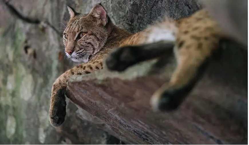 ¿Cuáles son los animales más peligrosos de Georgia y Estados Unidos?