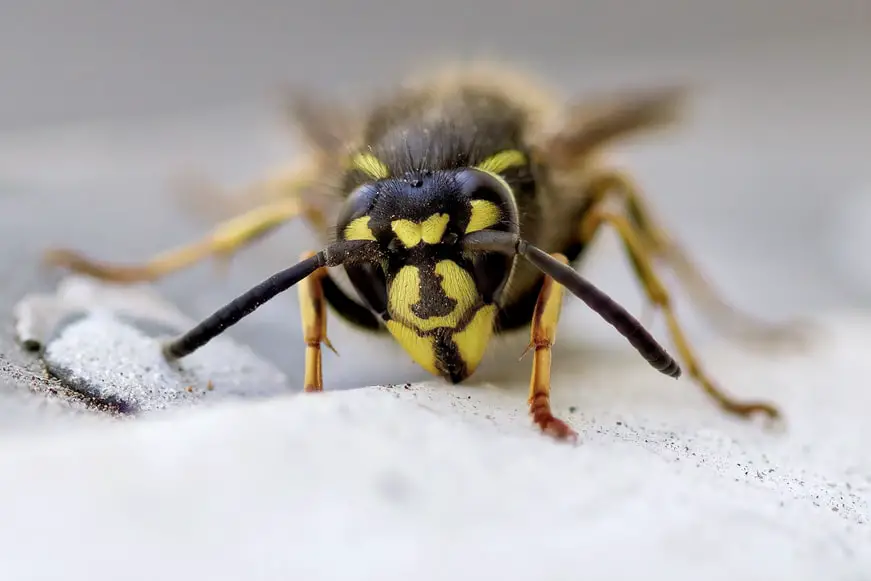 ¿Cuáles son los animales más peligrosos de Groenlandia?