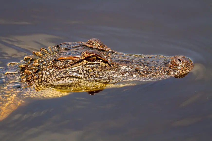 ¿Cuáles son los animales más peligrosos de Jamaica?