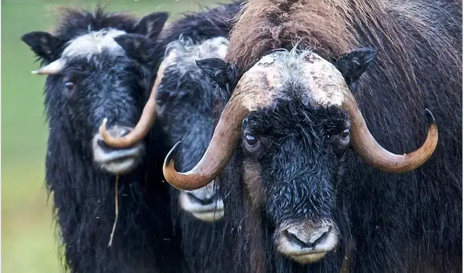 ¿Cuáles son los animales peligrosos en Alaska?