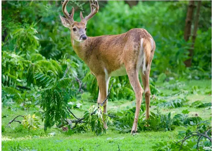 ¿Cuáles son los animales peligrosos en Carolina del Norte?
